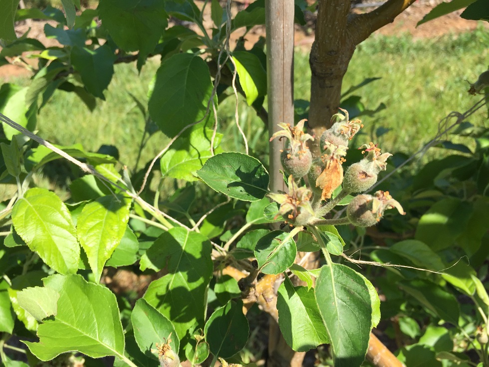 GOULBURN VALLEY ORCHARDS HIT BY HAIL DAMAGE