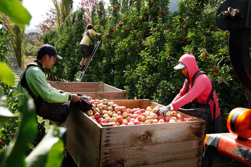 Looking for work Fruit Growers Victoria