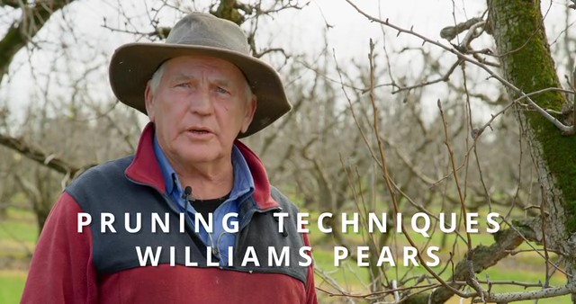 Pruning - Williams pears
